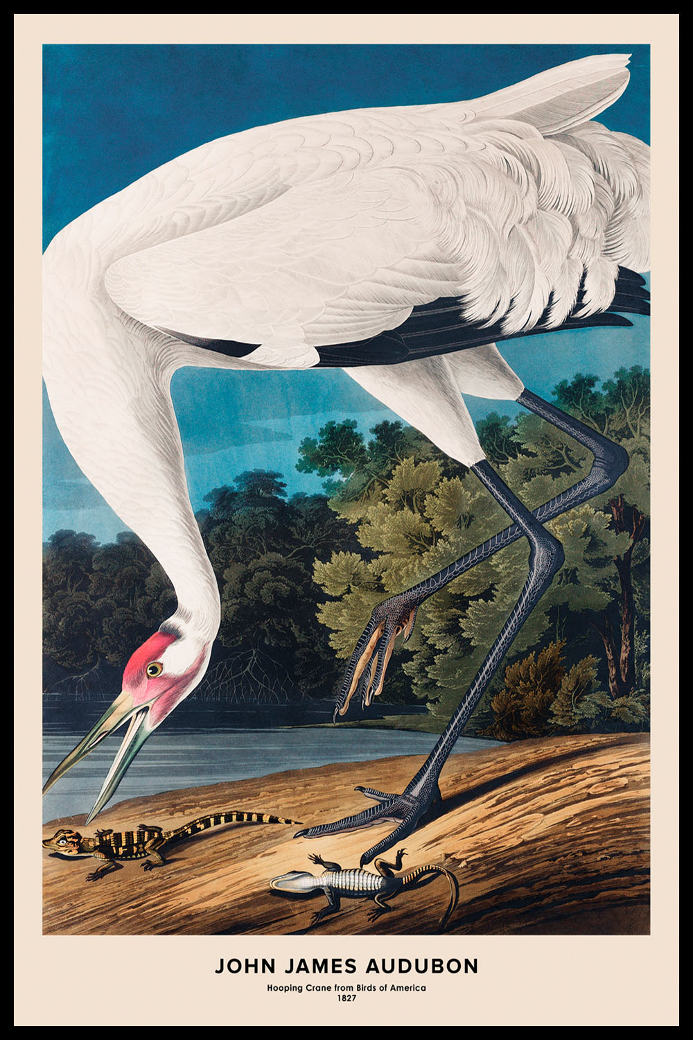 Постер John James Audubon №2