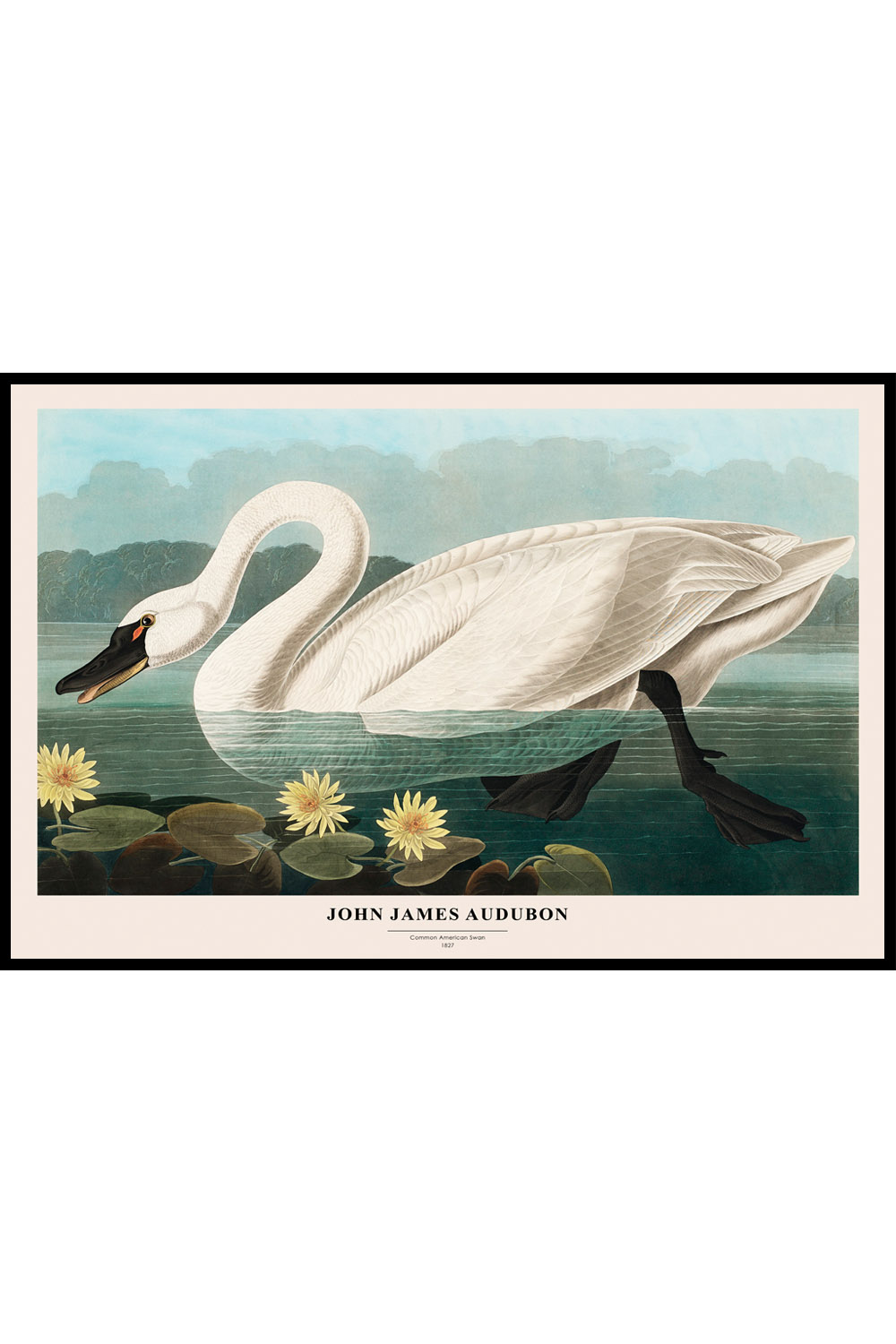 Постер John James Audubon №3