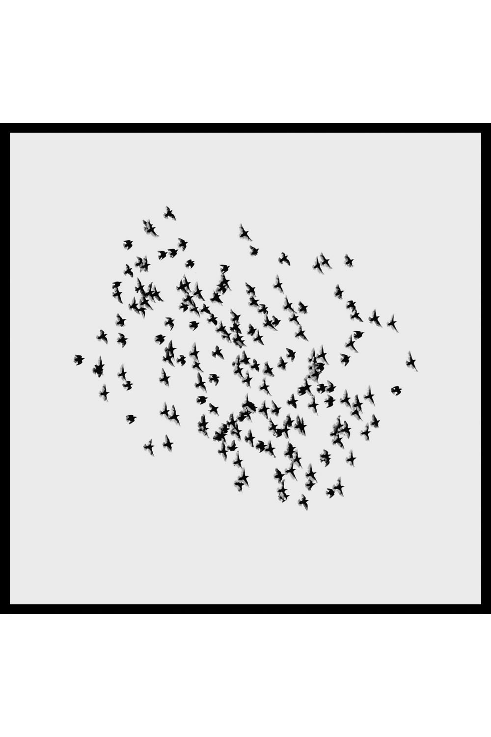 Постер Птицы