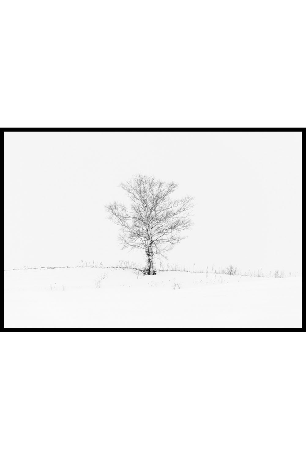 Постер Одинокое Дерево