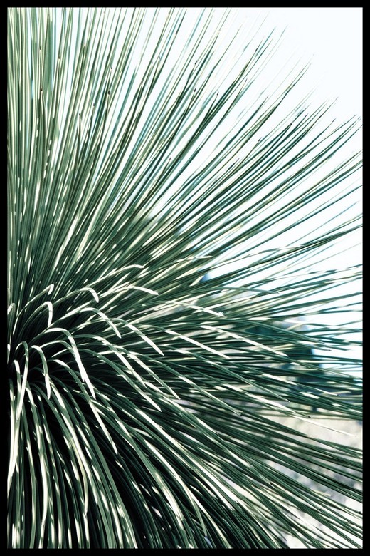 Постер Cactus Branch