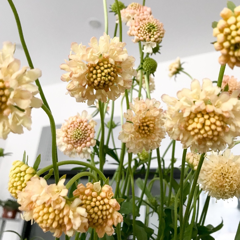 Scabiosa atropurpurea Fata Morgana