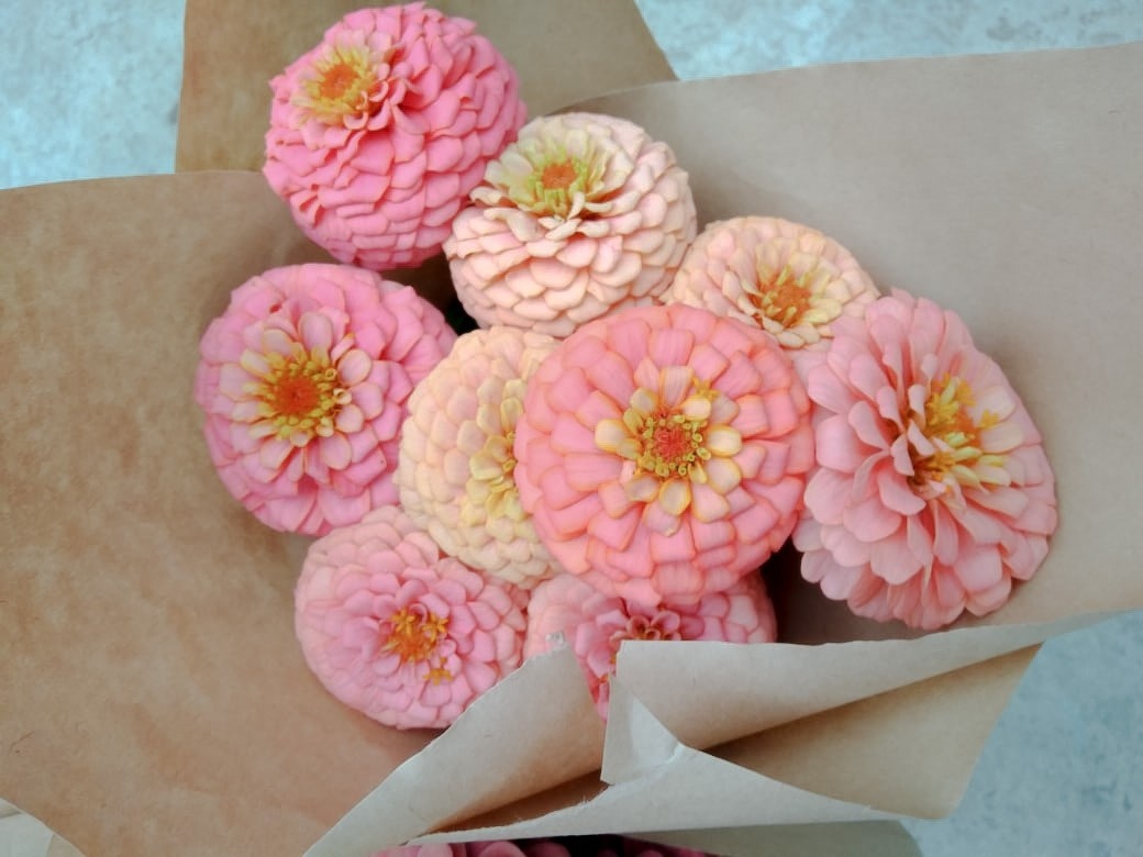 Цинния Оклахома Сэлмон (zinnia Oklahoma Salmon)