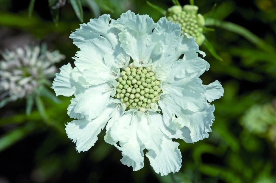 Scabiosa Fama White