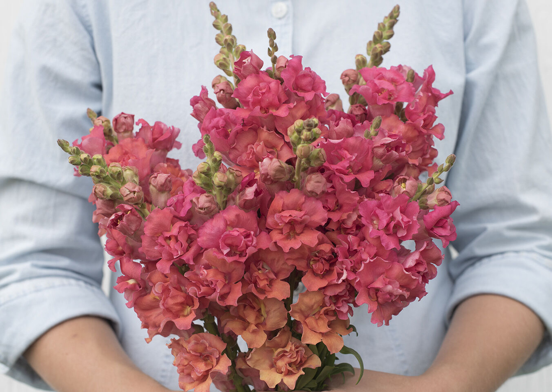 Hybrid Snapdragon Madame Butterfly Bronze F1