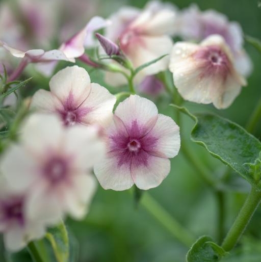 Phlox drummondii grandiflora Cherry Caramel
