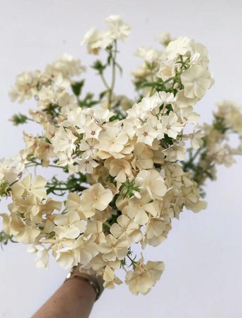 Phlox drummondii grandiflora Isabellina