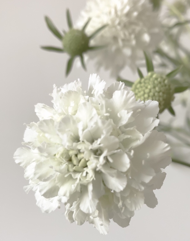Скабиоза Сноу Мейден (Scabiosa Snow Maiden)