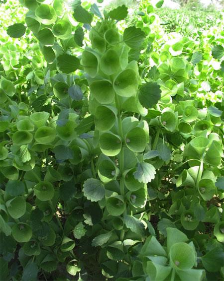 Bells of Ireland