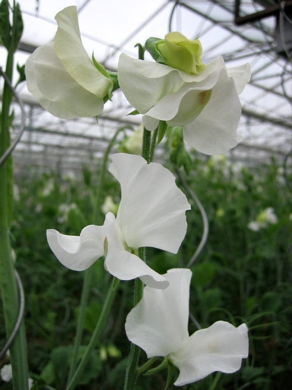 Душистый горошек Спринг Саншайн (Sweet pea Spring Sunshine (TM) )Белый