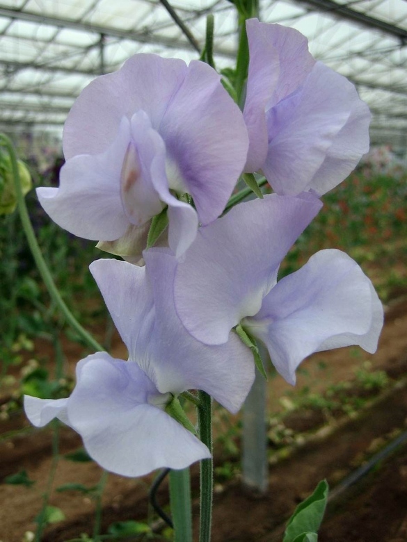 Sweet pea Spring Sunshine (TM) Голубой