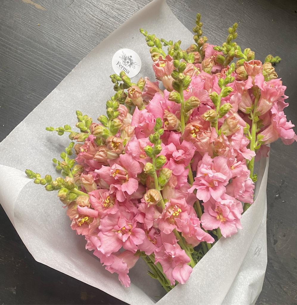 Hybrid Snapdragon Madame Butterfly Pink F1