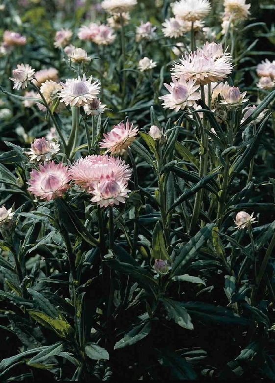 HELICHRYSUM BRACTEATUM SILVERY ROSE (200 штук)