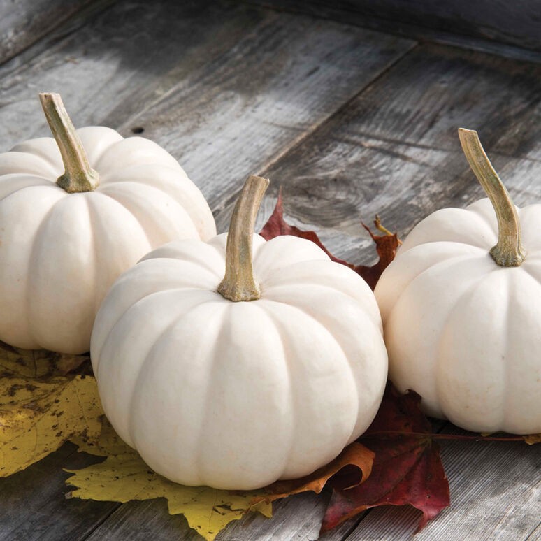 CUCURBITA PEPO CASPERITA F1