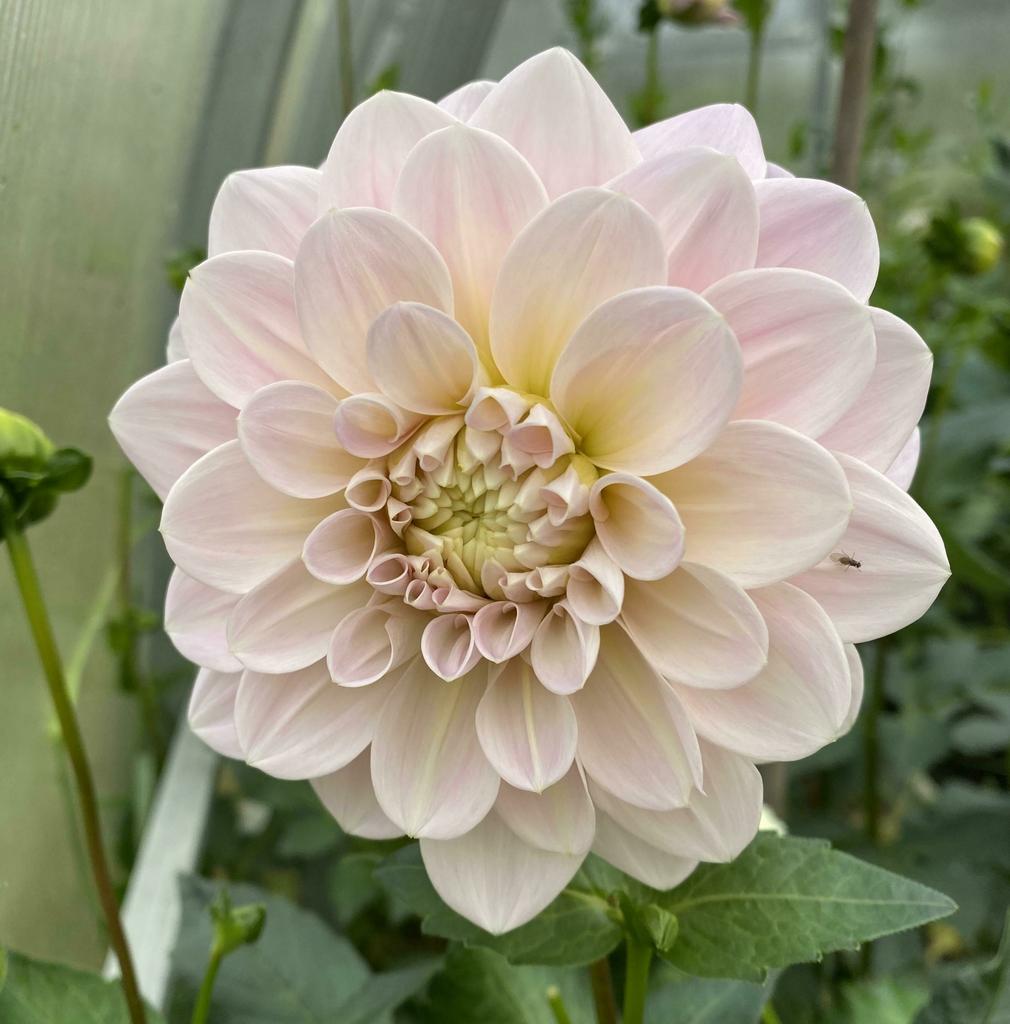 Георгина Sweet Natalie