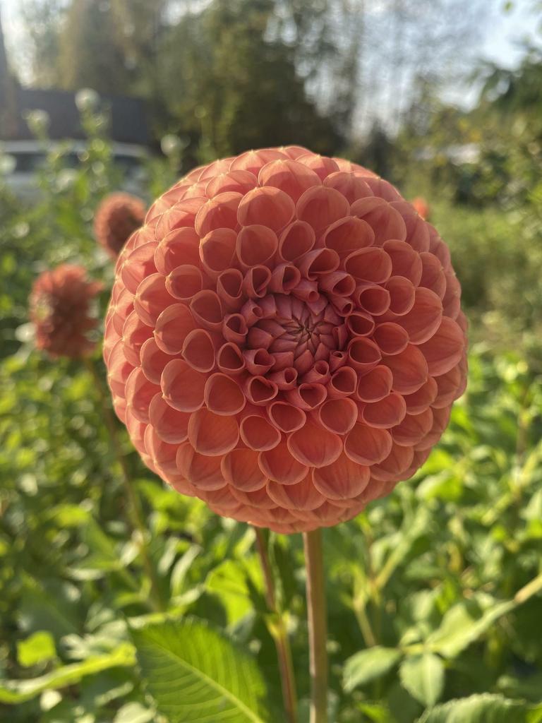 Георгина Cornel Bronze