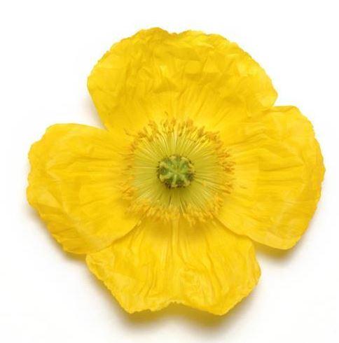 Мак исландский желтый (Papaver nudicaule champagne bubbles yellow)