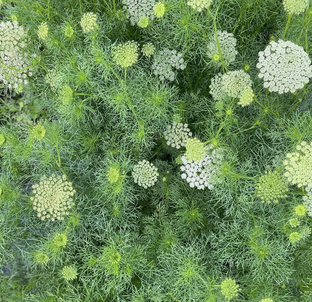 AMMI GREEN MIST