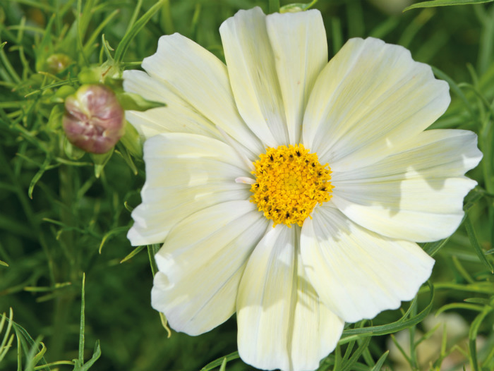 COSMOS KIIRO
