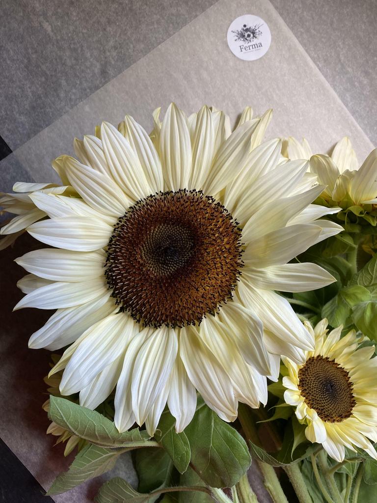 Helianthus procut white nite