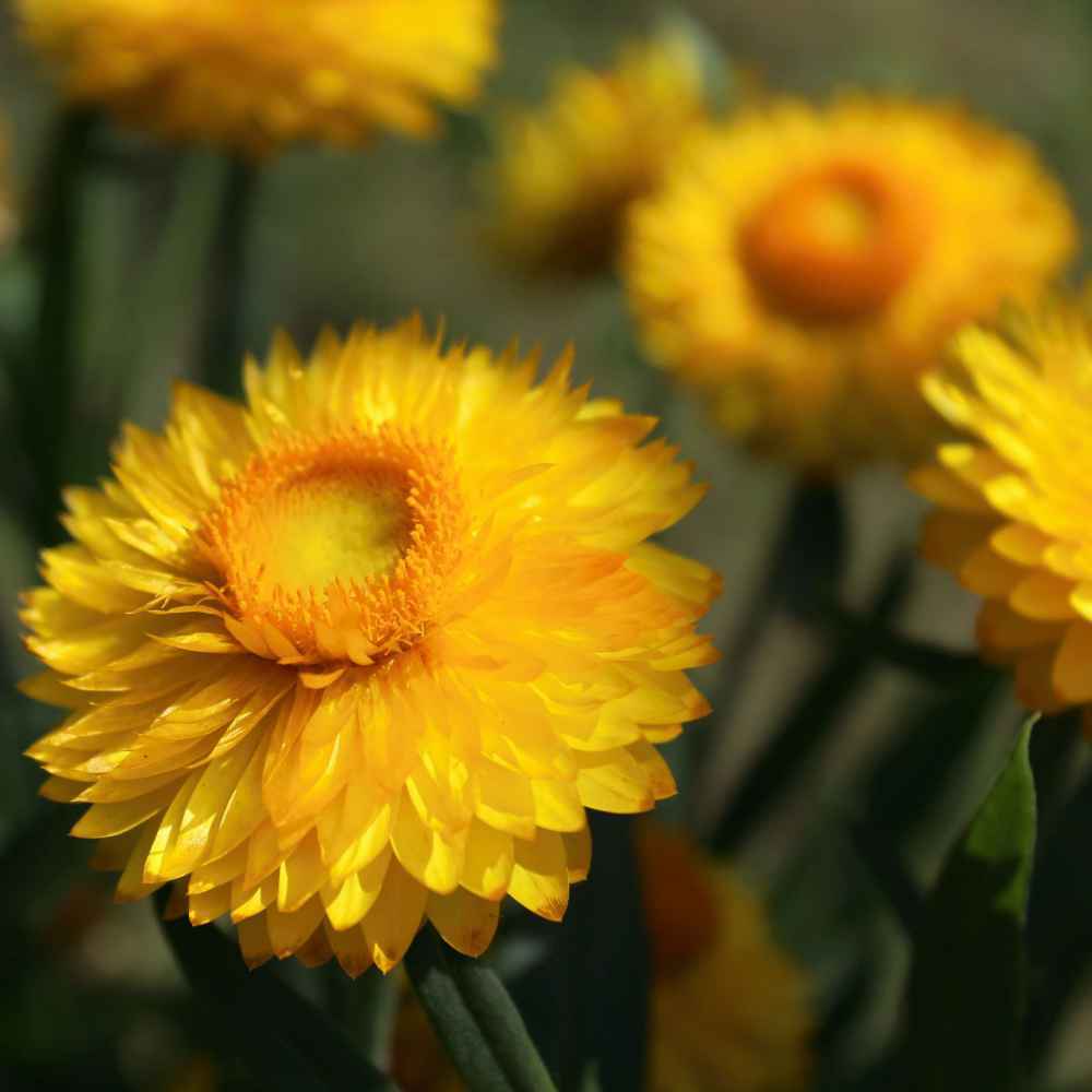 Helichrysum bract.lemon-yellow (200 штук)