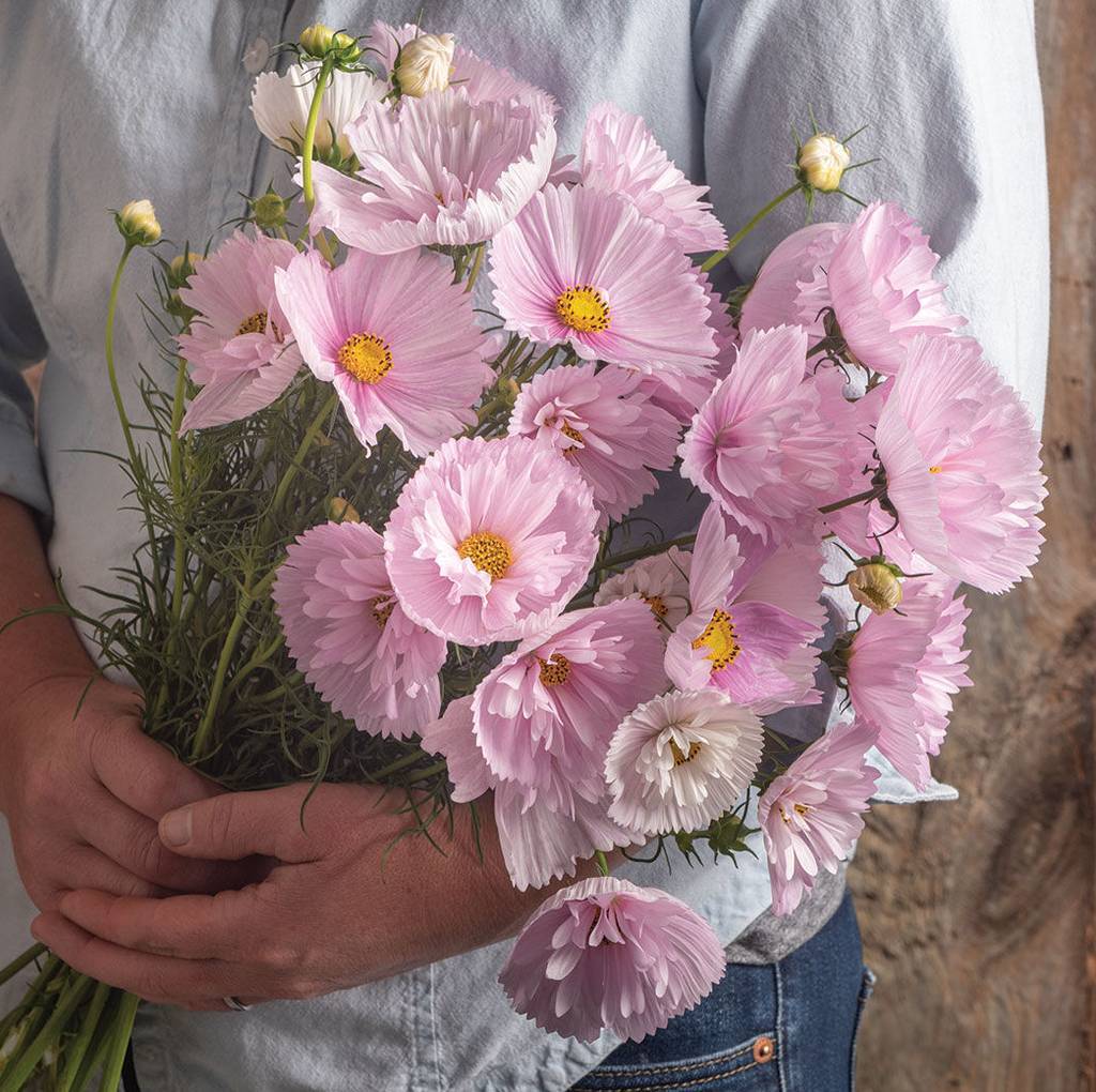 Cosmos bipinnatus cupcakes blush