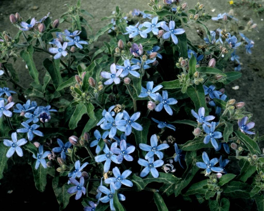 Твидия Хевенли Блу (tweedia coerulea heavenly blue)