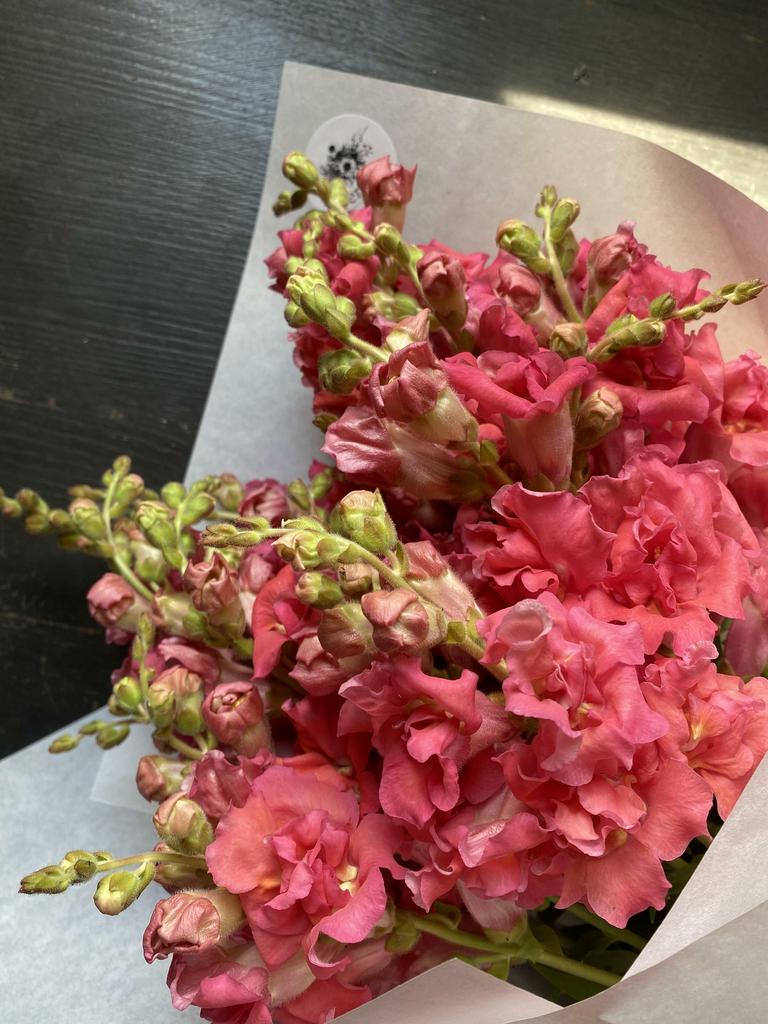 Hybrid Snapdragon Madame Butterfly Cherry Bronze F1