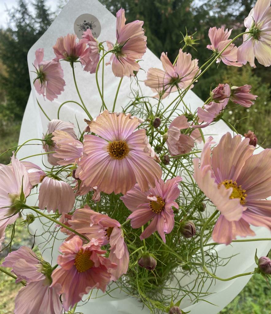 Cosmos Apricotta
