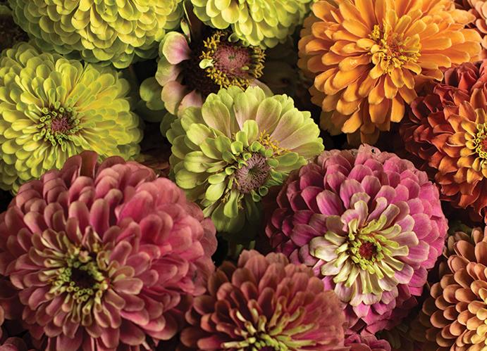 Zinnia Queen Mix