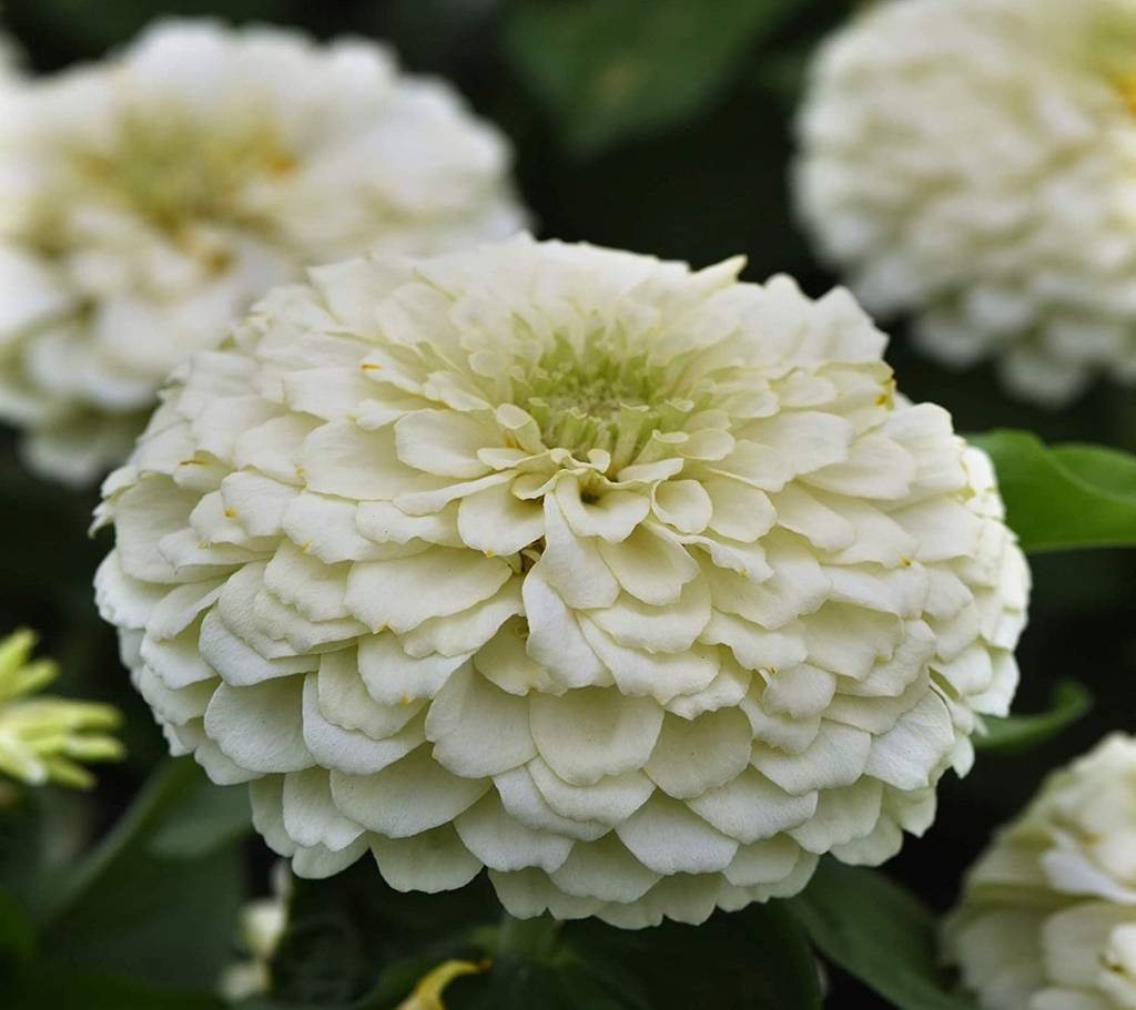 Цинния Оклахома Вайт (zinnia Oklahoma White)