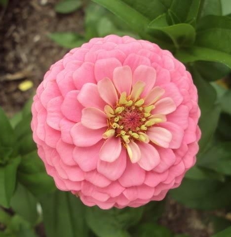 Zinnia Oklahoma PINK