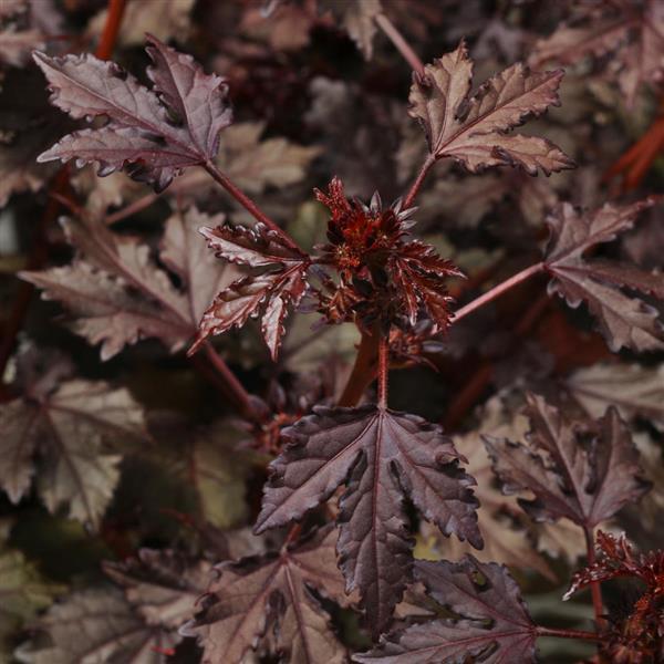 Mahogany Splendor Hibiscus