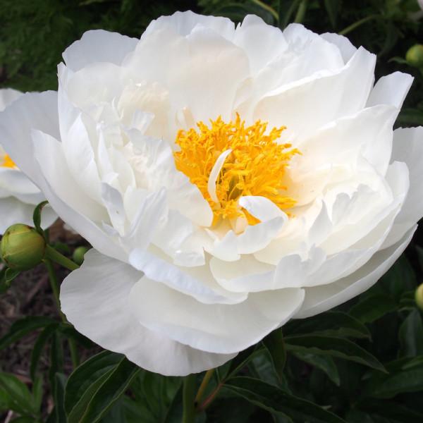 ПИОН Miss America