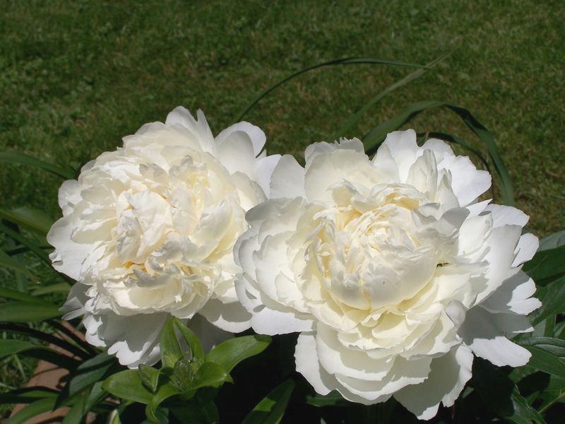 ПИОН Bowl of Cream