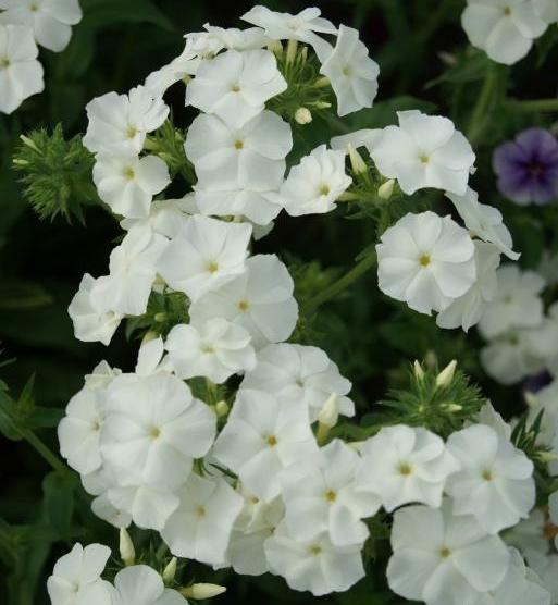 Phlox drummondii grandiflora Alba (100 семян)