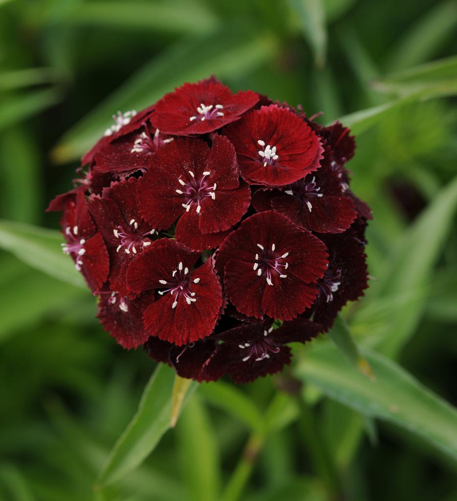 Dianthus barbatus sweet black cherry F1 (30 штук)