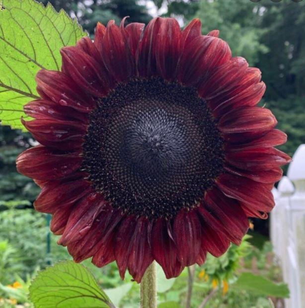 Helianthus pro cut red