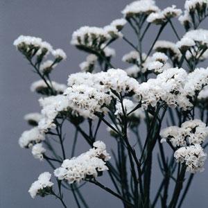 Статица Форевер Сильвер (Statice/limonium sinuatum Forever Silver)