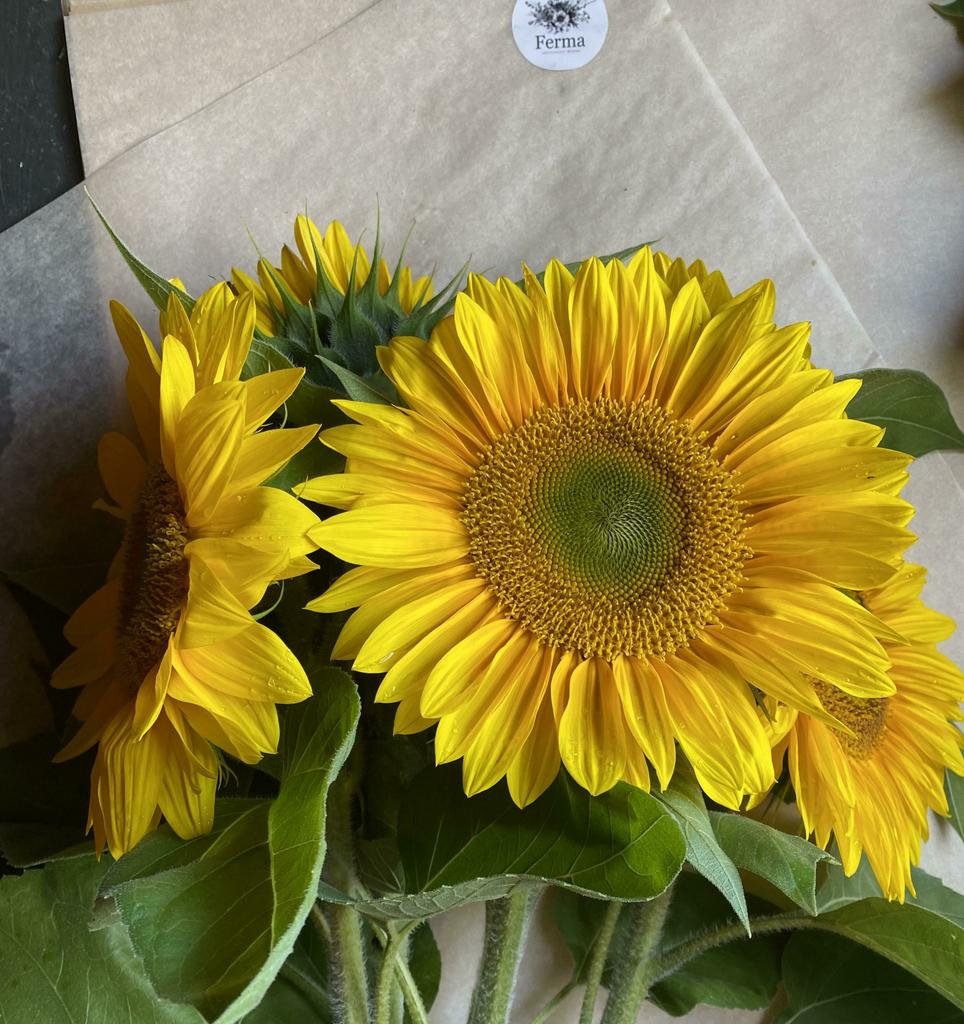 Helianthus annuus summer breeze f1