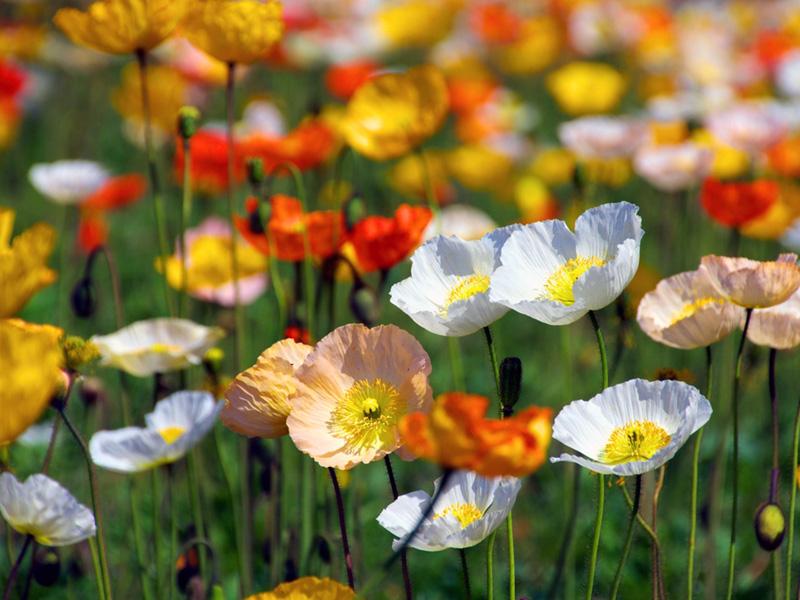 Papaver nudicaule spring fever mix