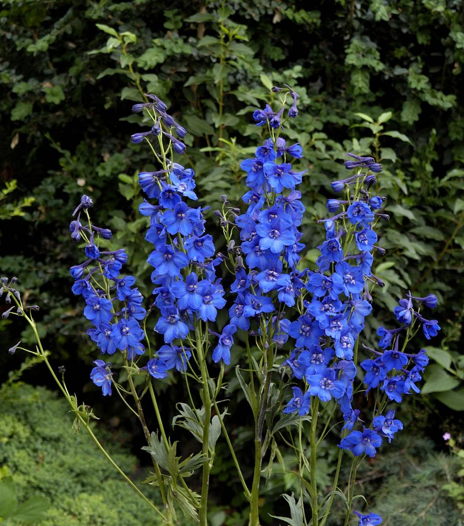 Дельфиниум Беладонна (delphinium belladonna blue donna)