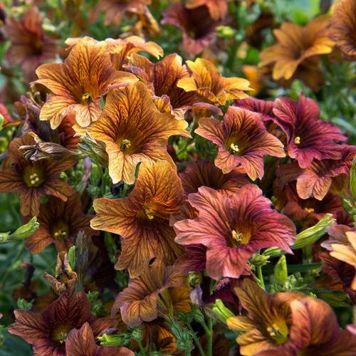 Сальпиглоссис Кафе о ле (salpiglossis sinuata cafe au lait)