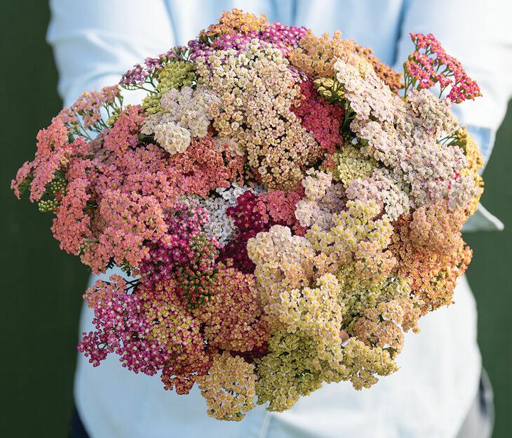 Ахилея Саммер Берриз Микс (50 штук)