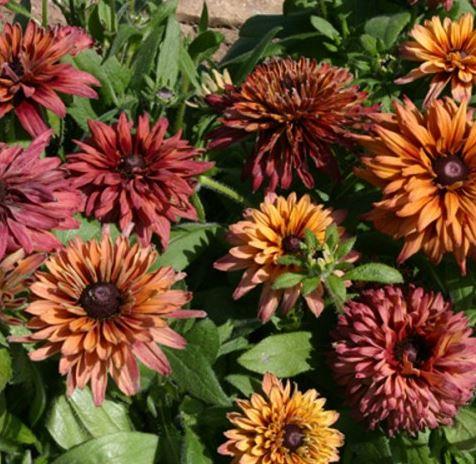 Rudbeckia hirta sahara
