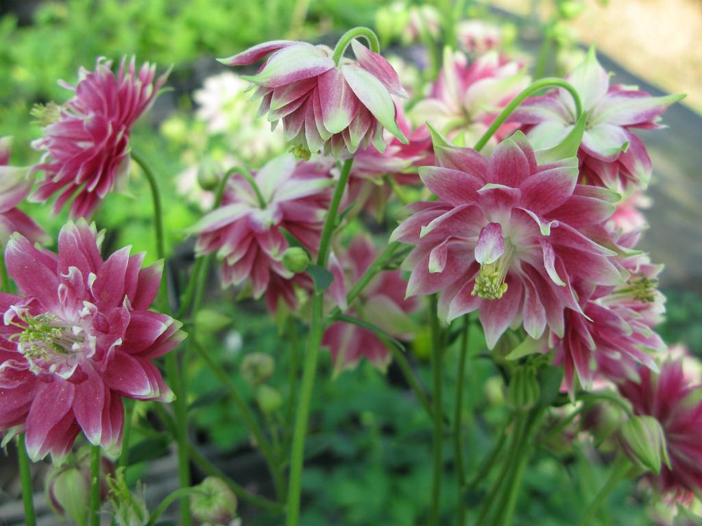 Аквилегия Нора Барлоу (aquilegia vulgaris nora barlow)