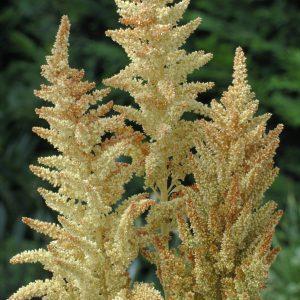 Амарант Отем Тач (Amaranthus cruentus autumn’s touch)