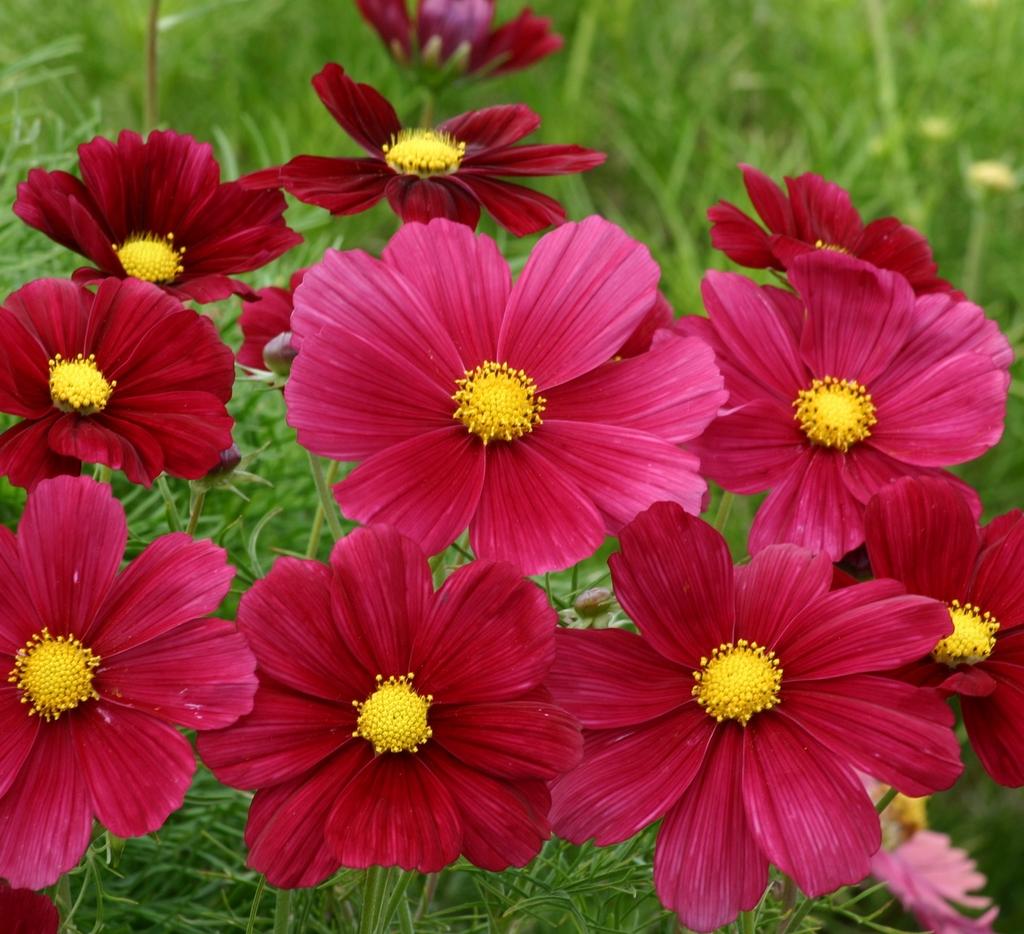 Космея Рубинато (Cosmos bipinnatus rubinato)