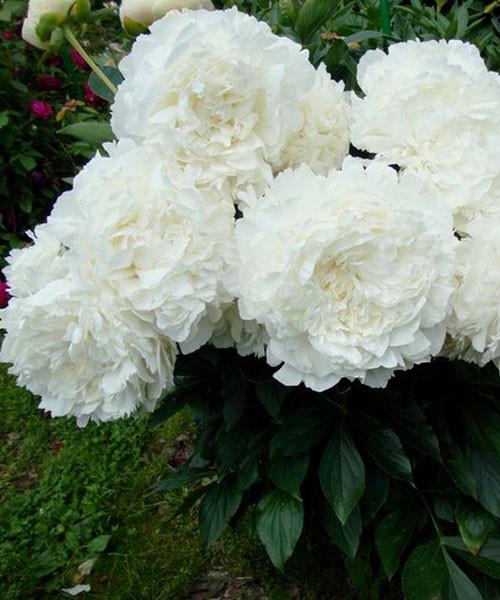 Пион Анн Казенс