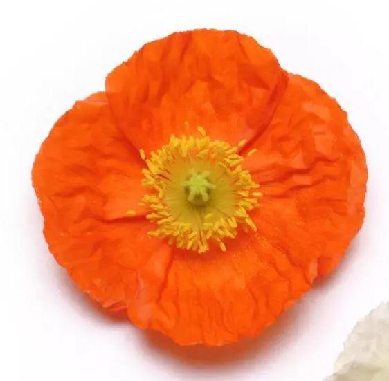 Мак исландский Оранж (Papaver nudicaule champagne bubbles orange)